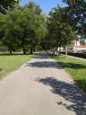 20190716_drvored_ulica Cara Hadrijana_sl2~1.jpg